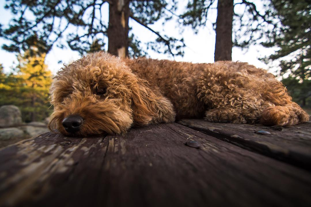 roxy-sleeping-dog-photography